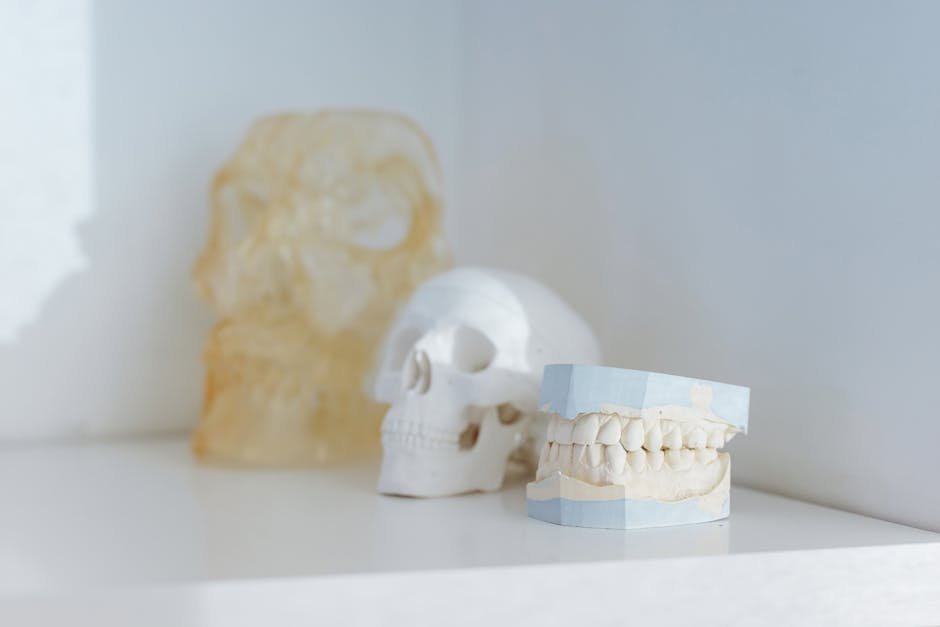 A minimalist display of dental and skull models, ideal for medical or educational themes.